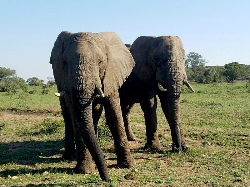 Elephants in Hluhluwe National Preserve